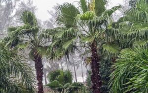 Mehr über den Artikel erfahren Es wird kälter in Thailand