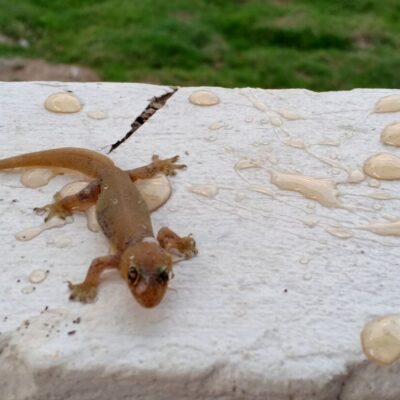 Geckos gefangen in der Flasche. Geschichte aus den Philippinen, nicht aus dem Paulaner Garten