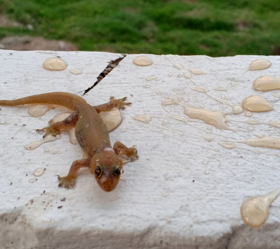 Geckos gefangen in der Flasche. Geschichte aus den Philippinen, nicht aus dem Paulaner Garten