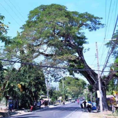 Cebu-Alcoy 100 km drei Stunden fahrt