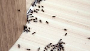 Mehr über den Artikel erfahren 7 auf einen Streich, nein alle sind weg mit diesem Trick