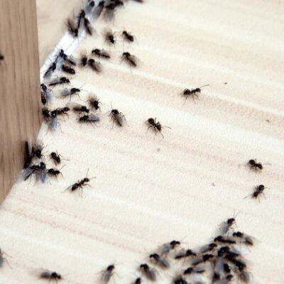 7 auf einen Streich, nein alle sind weg mit diesem Trick
