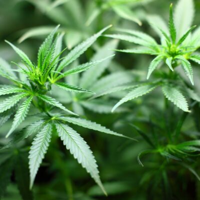 Cannabis sucht Sponsoren steig ein ins Geschäft