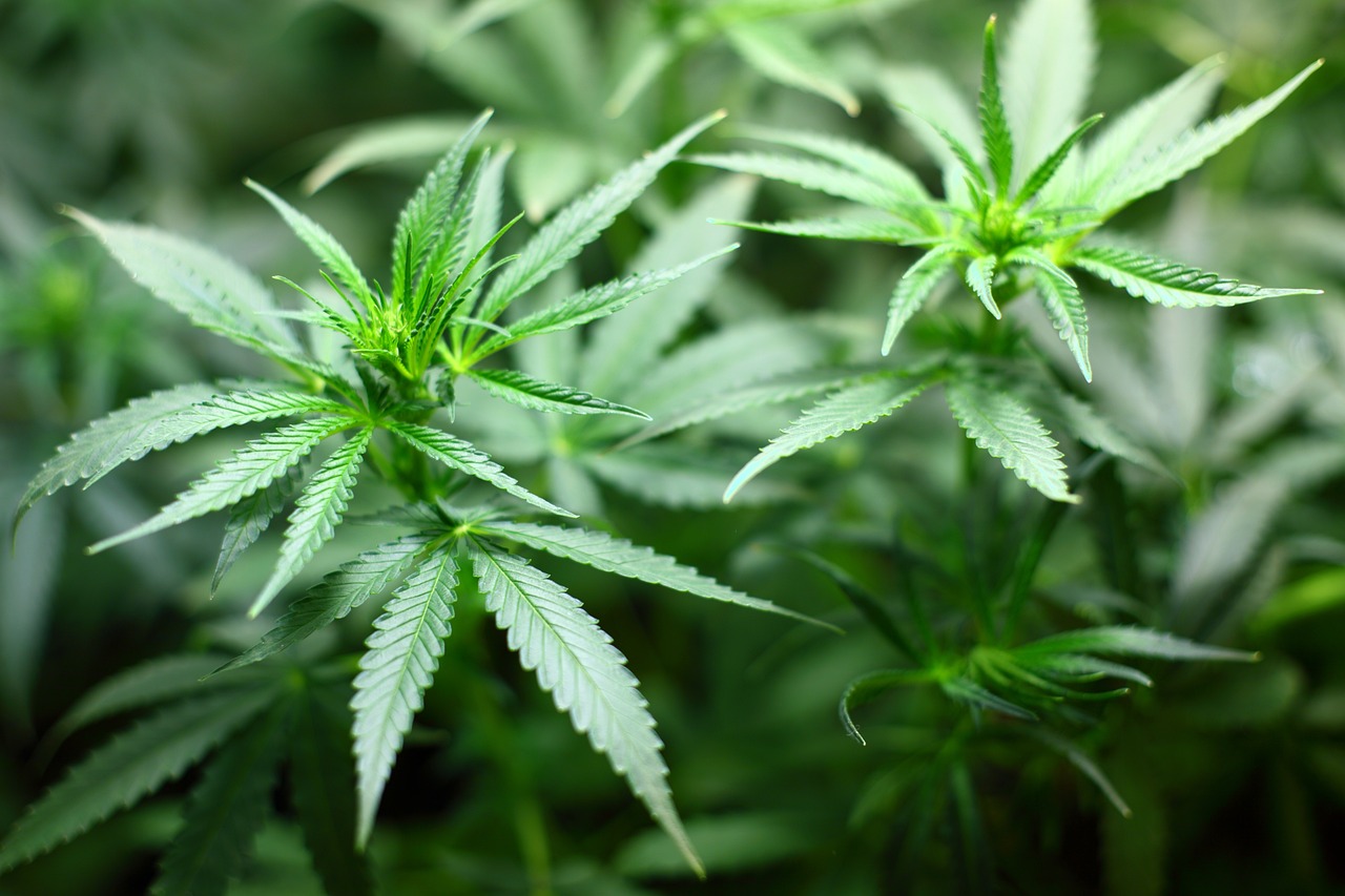 Du betrachtest gerade Cannabis sucht Sponsoren steig ein ins Geschäft