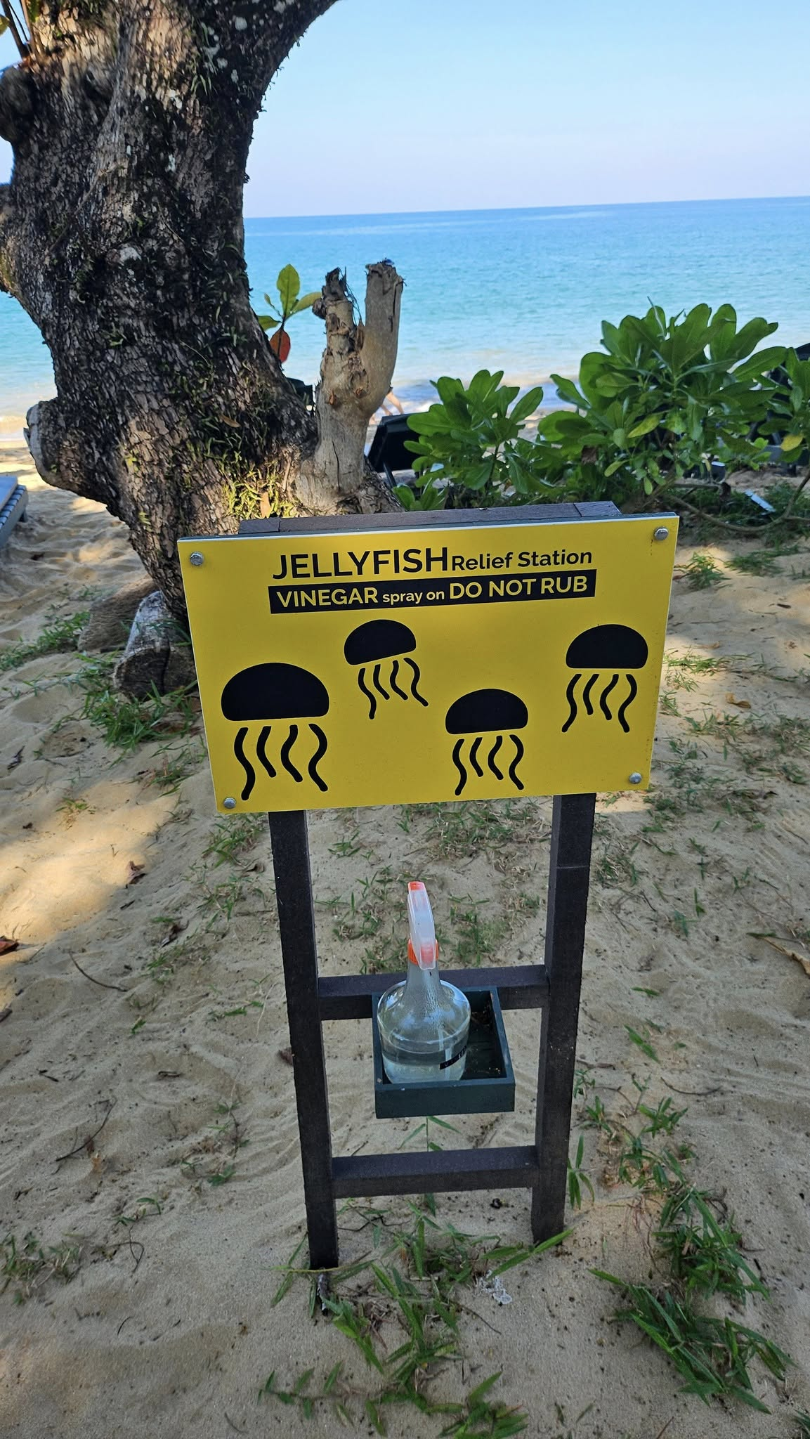 Quallen an der Jomtien Beaches.