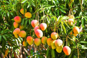 Mehr über den Artikel erfahren Mango, die Frucht die nicht nur lecker schmeckt.