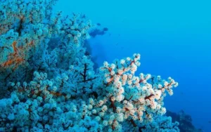 Mehr über den Artikel erfahren Tauchen auf PHI PHI ist nicht mehr möglich