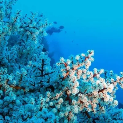 Tauchen auf PHI PHI ist nicht mehr möglich