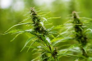 Mehr über den Artikel erfahren Neuer Plan für Cannabisblüten als Narkotikum