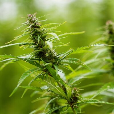 Neuer Plan für Cannabisblüten als Narkotikum