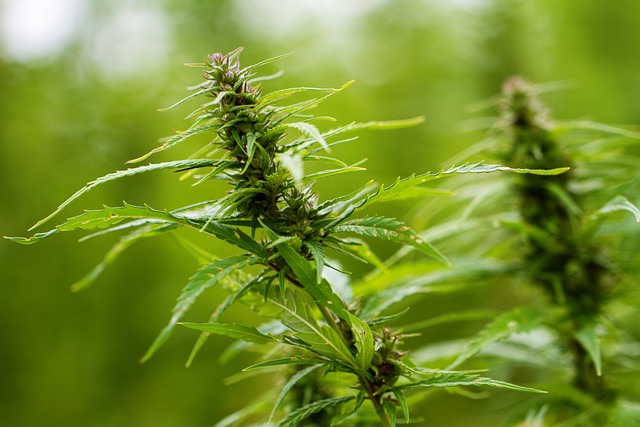 Du betrachtest gerade Neuer Plan für Cannabisblüten als Narkotikum