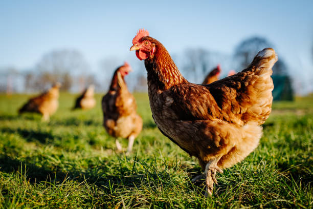 Tu gutes und nutze die Eierschalen zum düngen