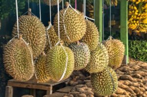 Mehr über den Artikel erfahren Durian ist eine leckere Frucht, aber diesmal mit Beigeschmack
