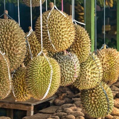 Durian ist eine leckere Frucht, aber diesmal mit Beigeschmack