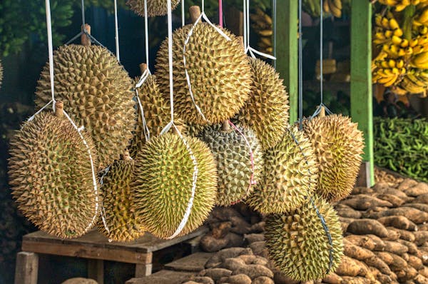 Durian ist eine leckere Frucht, aber diesmal mit Beigeschmack