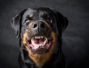 Mehr über den Artikel erfahren Streunende Hund und wie verhält man sich?