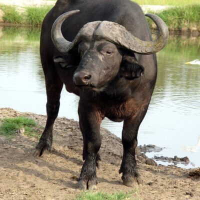 Vorankündigung Chonburi Buffalo Racing im Oktober