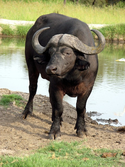 Vorankündigung Chonburi Buffalo Racing im Oktober