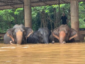 Mehr über den Artikel erfahren Umweltschäden auch in Thailand