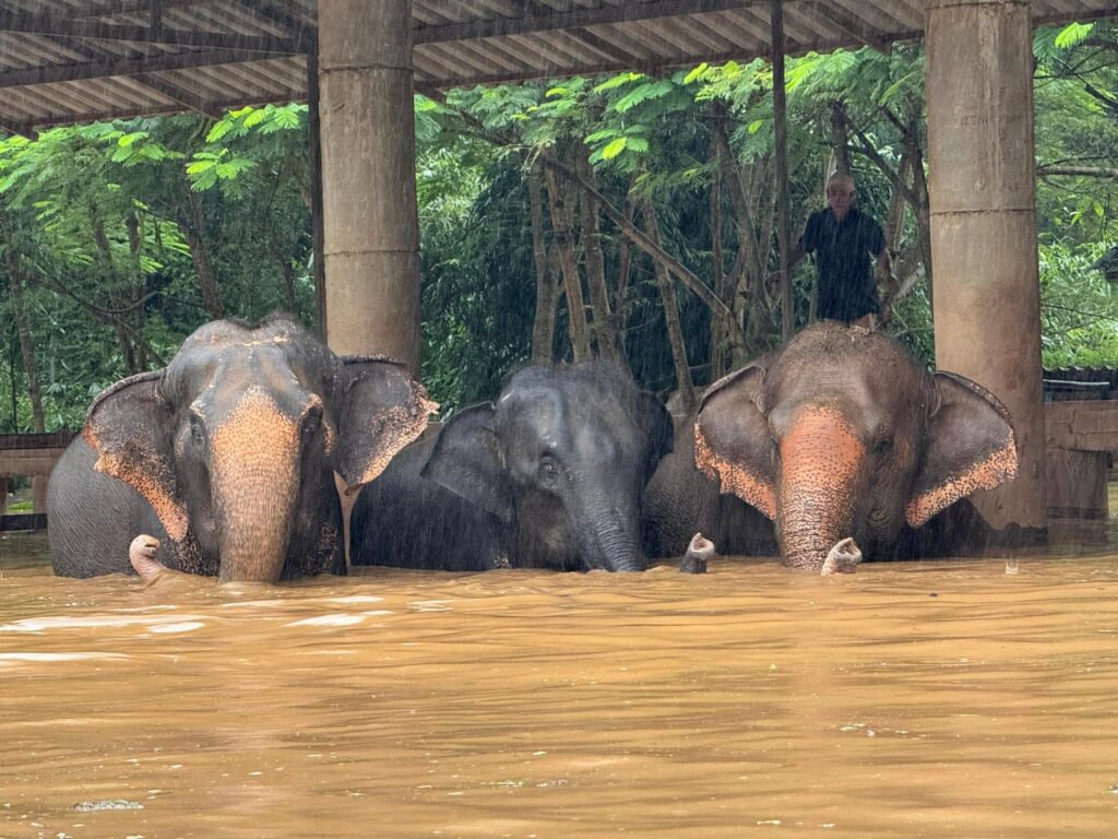 Umweltschäden auch in Thailand