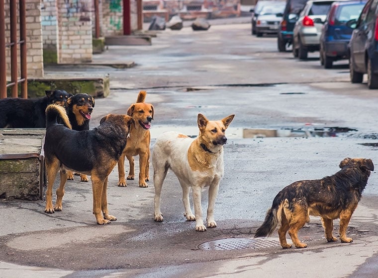 Hunde in Thailand erklären sich solidarisch mit Kollegen in Deutschland und warten auf Ihn.