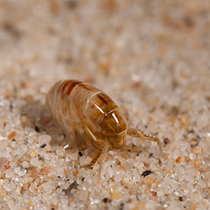 Mehr über den Artikel erfahren Sandfliegen oder Sandmücken, man meint das gleiche.