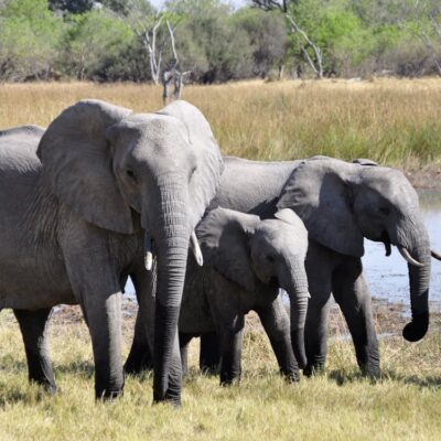 Elefant richtet 1.000 Bath schaden an, Kennzeichnungspflicht gefordert.