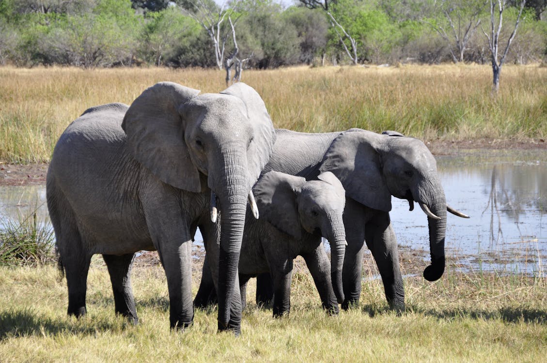 Du betrachtest gerade Elefant richtet 1.000 Bath schaden an, Kennzeichnungspflicht gefordert.