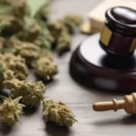 Cannabis und die neuen Richtlinien in Thailand und Öle die schmerzen lindern können.